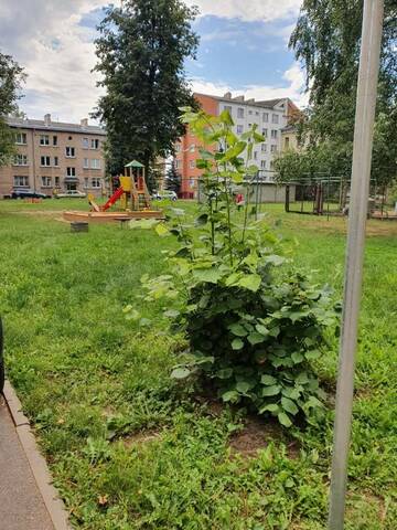 Фотографии Апартаменты Apartament Erfolg 6 г. Даугавпилс (Латвия) №3 Фото Апартаменты Apartament Erfolg 6 г. Даугавпилс 3